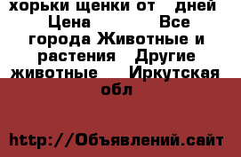 хорьки щенки от 35дней › Цена ­ 4 000 - Все города Животные и растения » Другие животные   . Иркутская обл.